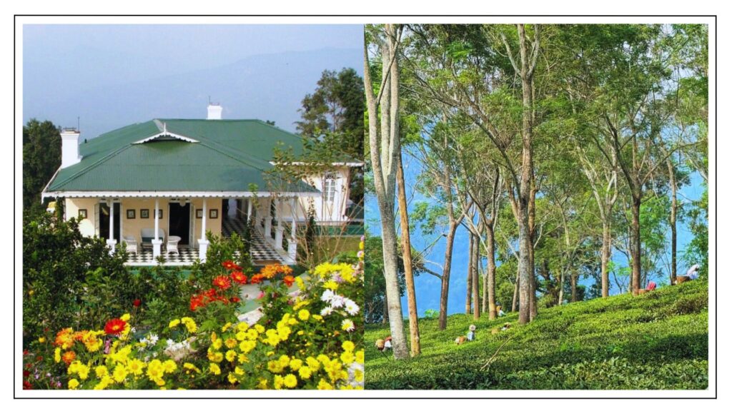 Glenburn Tea Estate, Darjeeling