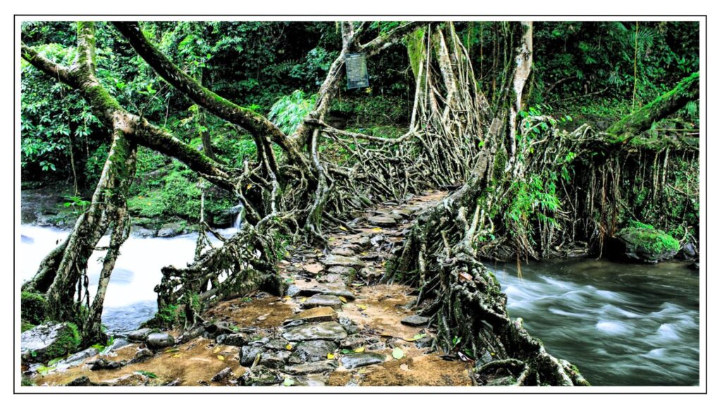 Mawlynnong Root Bridge